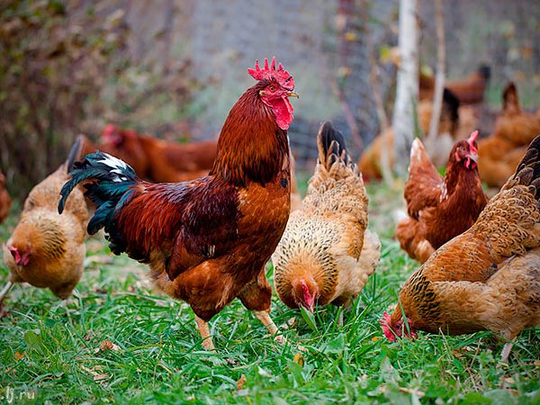 Породы куриц | ЗооТом - продажа, вязка и услуги для животных в Назрани