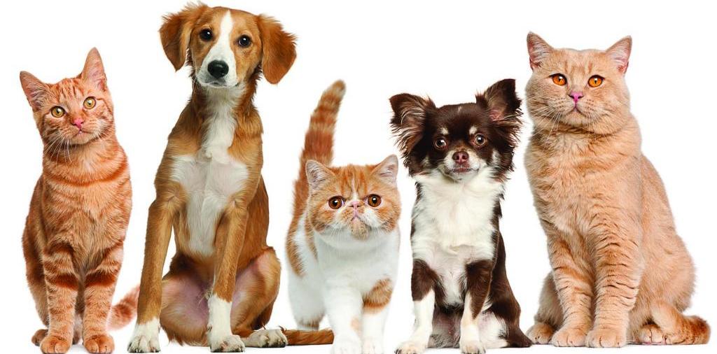 Доска объявлений о животных | ЗооТом - продажа, вязка и услуги для животных в Назрани