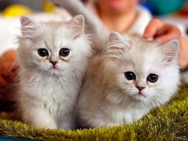 Породы кошек в Назрани | ЗооТом портал о животных