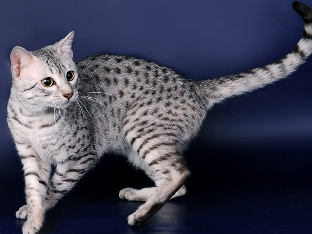 Породы кошек в Назрани | ЗооТом портал о животных