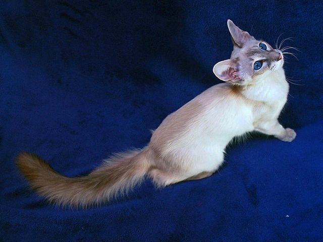 Выведенные породы кошек в Назрани | ЗооТом портал о животных