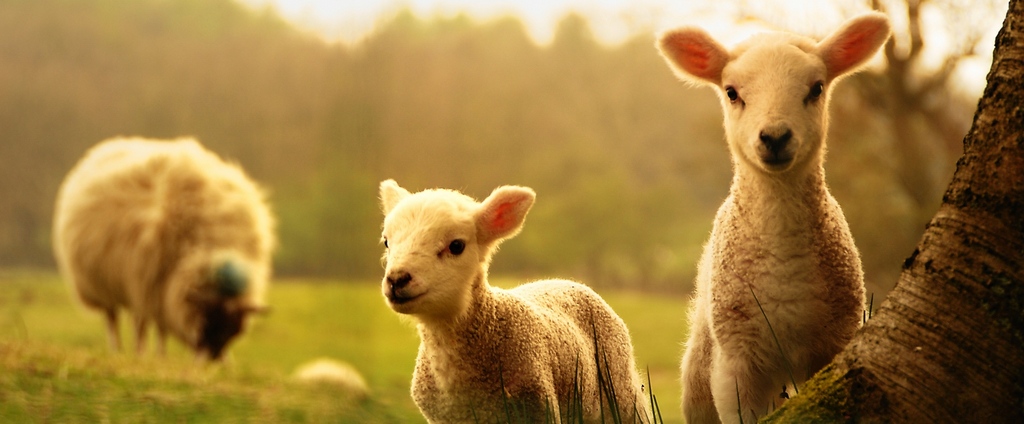 Объявления о сельскохозяйственных животных | ЗооТом - продажа, вязка и услуги для животных в Назрани