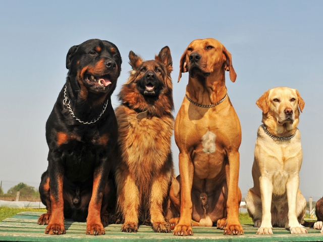 Крупные породы собак в Назрани | ЗооТом портал о животных
