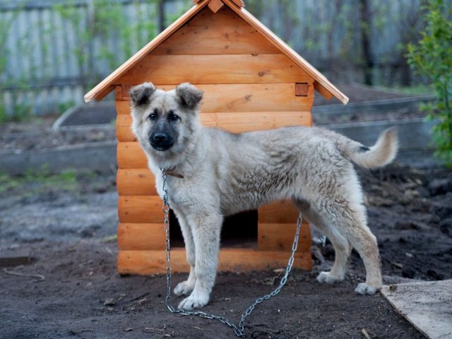 Все о собаках в Назрани Все о собаках в Назрани
